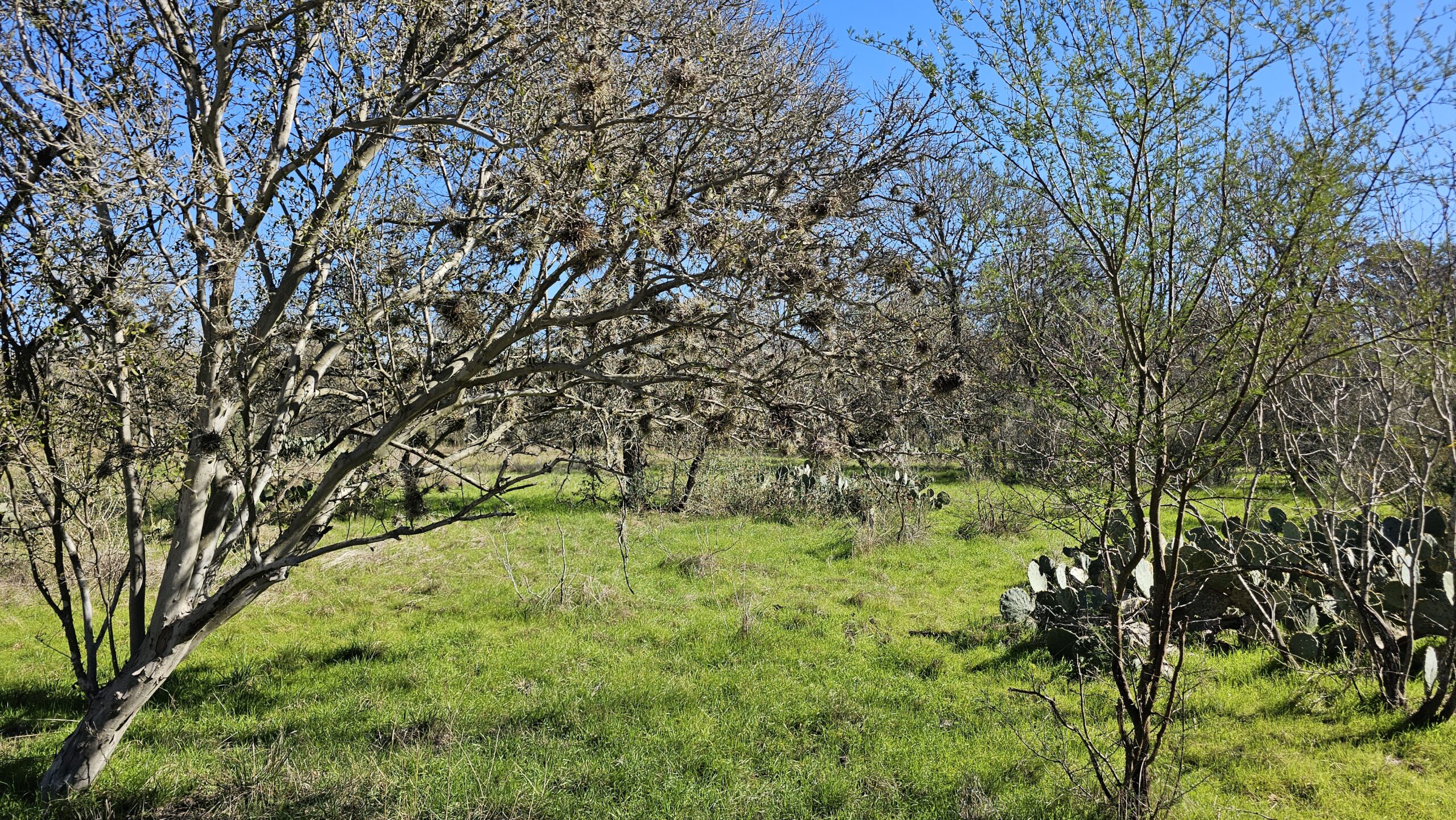 McAllister Park: Exploring its beauty and Tranquil Escape